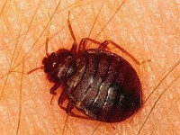/album/fotogalerie/bedbug2-jpg/